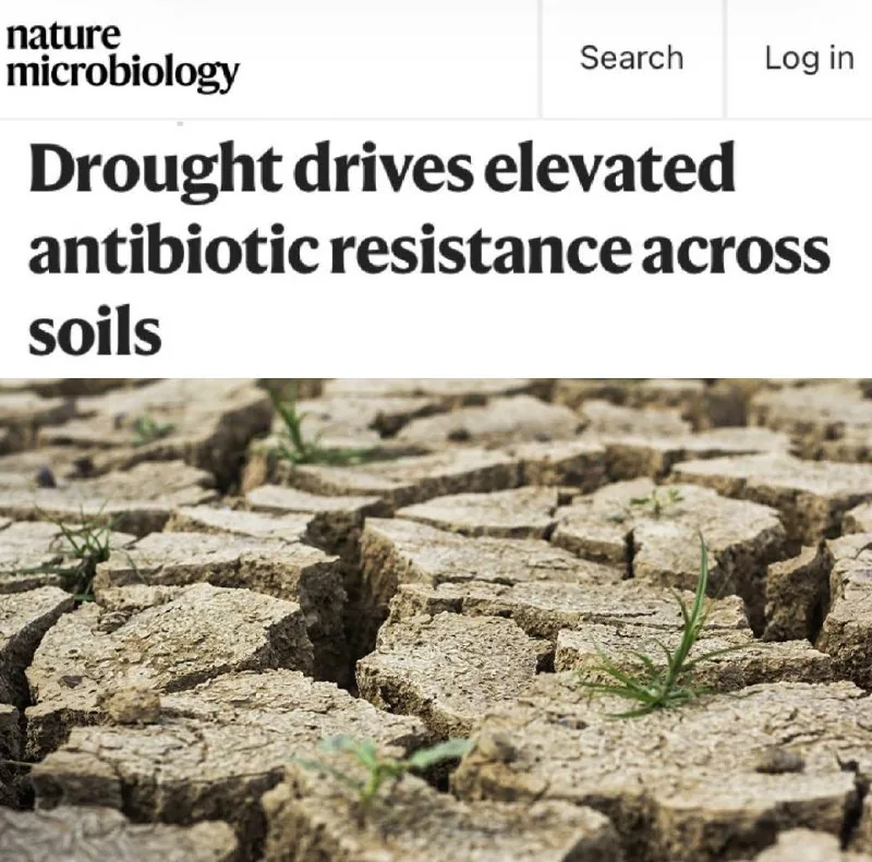 Засуха повышает устойчивость бактерий к антибиотикам, предупреждают эксперты