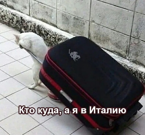 Италия первой ввела оплачиваемый отпуск для ухода за больными домашними животными