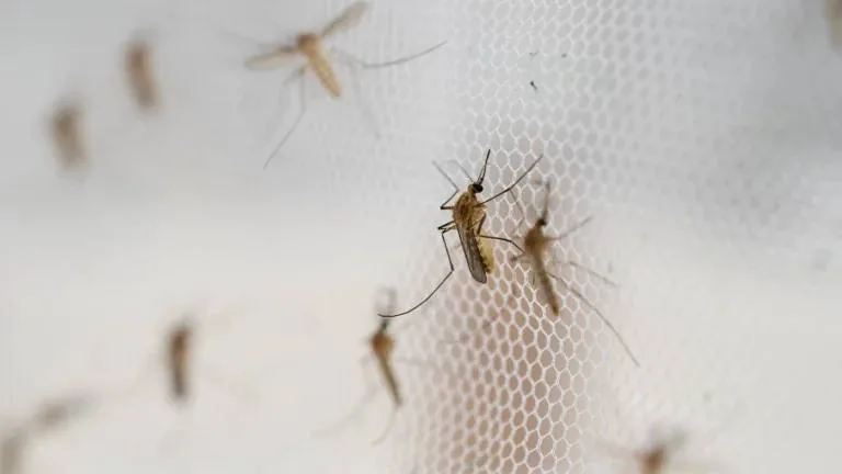 В Подмосковье увеличивается вероятность заражения дирофиляриозом из-за расширения ареала комаров