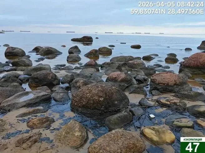 В Ленобласти зафиксировано загрязнение береговой линии Финского залива нефтепродуктами